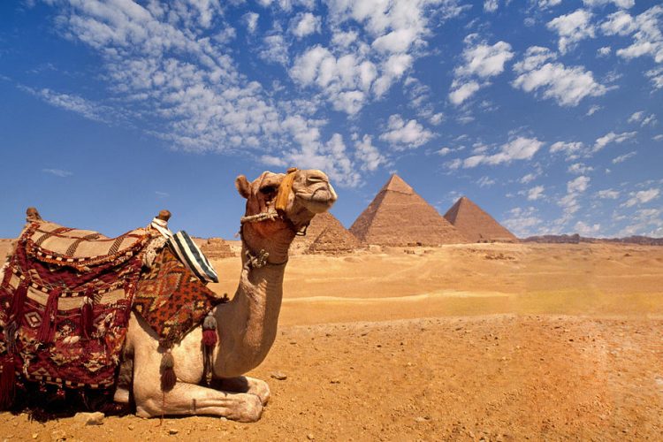 a-camel-at-the-pyramids-of-giza-egypt-buddy-mays